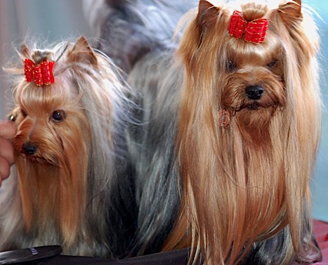 A Yorkie with a show cut has much more impressive hair.